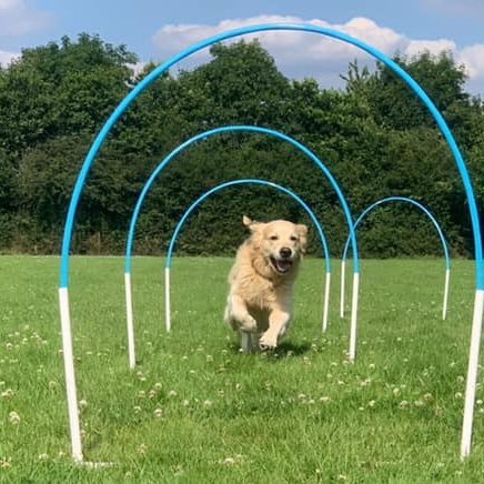 Puppy Classes Just Pawfect Wrexham