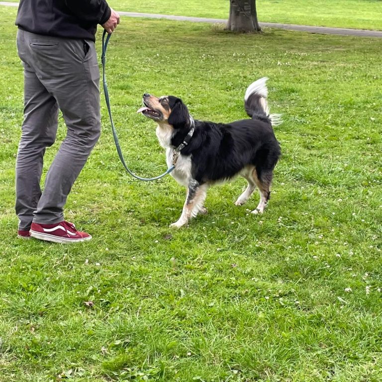 Puppy Classes Just Pawfect Wrexham