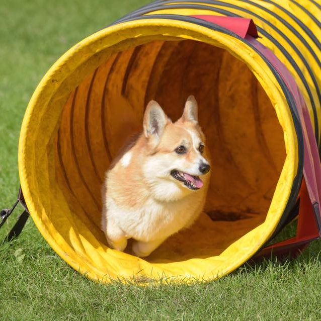 Puppy Classes Just Pawfect Wrexham